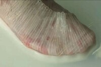 Grown Microbial-Woven Fabrics Image 6