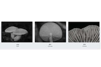 Naturalistic Mushroom-Shaped Microphones Image 6