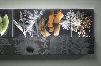 Illuminated Herb-Inspired Friezes Image 3