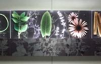 Illuminated Herb-Inspired Friezes Image 4