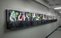 Illuminated Herb-Inspired Friezes Image 5