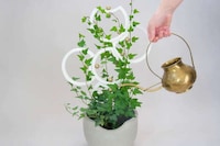 Trellis-Equipped Indoor Planters Image 1