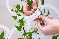 Trellis-Equipped Indoor Planters Image 2