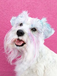 Non-Toxic Dog Color Sticks Image 3