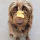 Critter-Packed Canine Treats Image 5