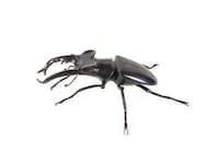 Insect-Inspired Bronze Sculptures Image 2