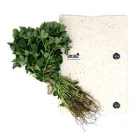 Plantable Seed-Infused Stationery Image 4