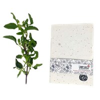 Plantable Seed-Infused Stationery Image 5