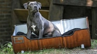 Oil Drum Dog Beds