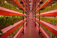 Enclosed Vertical Farms