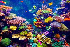 Coral Reef Restoration Projects Article Thubnail