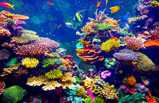 Coral Reef Restoration Projects