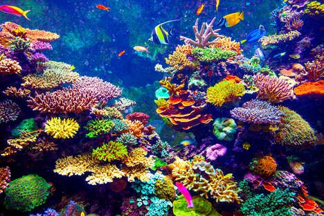 Coral Reef Restoration Projects