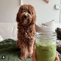 Turmeric-Enhanced Adaptogenic Matcha Drinks Image 4