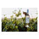 Low-Cal Fresh White Wines Image 1
