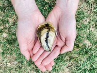 Cultured Oyster Alternatives Image 1