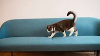 Laser-Emitting Cat Collars Image 1