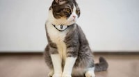 Laser-Emitting Cat Collars Image 2