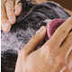 Soothing Shampoo Bars Image 1