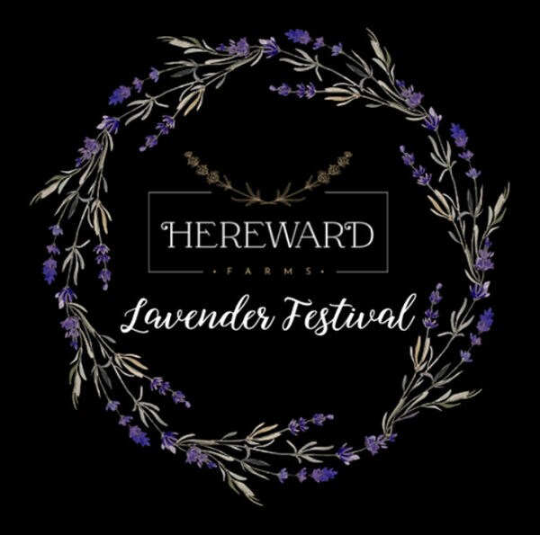 Charitable Lavender Farm Festivals