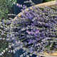 Charitable Lavender Farm Festivals Image 2