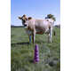 Conceptual Cow Pleasure Toys Image 1