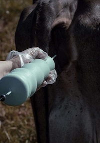 Conceptual Cow Pleasure Toys Image 3