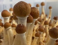 Spray-Based Psilocybin Therapies Image 1