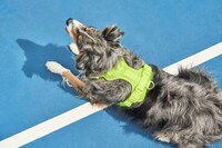 Bold Green Dog Accessories Image 4