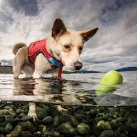 Floating Stone-Like Dog Toys Image 2