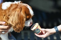 Nutritious Doggie Ice Creams Image 1