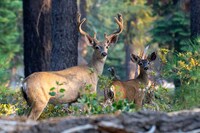 Bioaccoustic Wildlife Monitoring Image 1