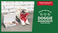 Celebratory Dog-Friendly Donuts