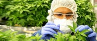 Cannabis Company Expansions