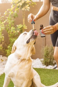 Health-Focused CBD Pet Tinctures Image 3