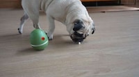 Responsive Egg-Like Pet Toys Image 6