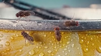 Fly-Attracting Seltzer Ads