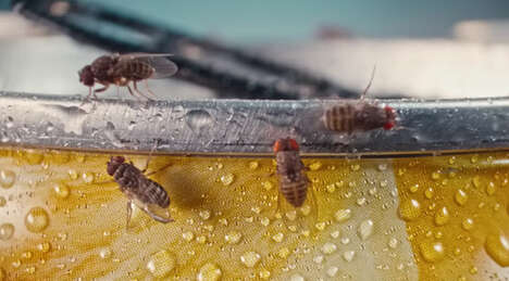 Fly-Attracting Seltzer Ads