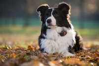 GPS-Enabled Dog Trackers Image 2