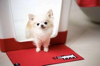 Artful Elevated Litter Boxes Image 3