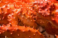 Crustacean-Based Batteries Image 1