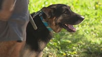 Lost Pet Microchip Stations Image 4