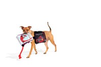 Wine-Themed Pet Costumes