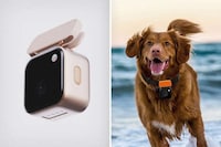 Canine-Friendly Action Cameras Image 1