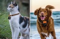 Canine-Friendly Action Cameras Image 7