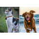 Canine-Friendly Action Cameras Image 7