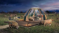 Sheep-Surrounded Sleep Domes Image 1