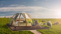 Sheep-Surrounded Sleep Domes Image 2