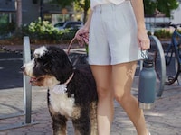 Pet-Friendly Water Bottles Image 1