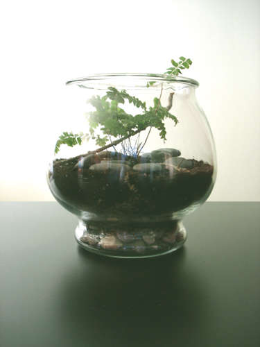 Recycled Glass Terrariums